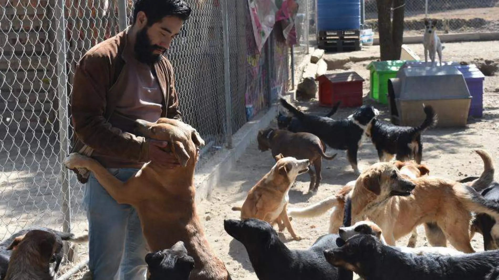 Albergue canino, perros, orejitas de gala (2)